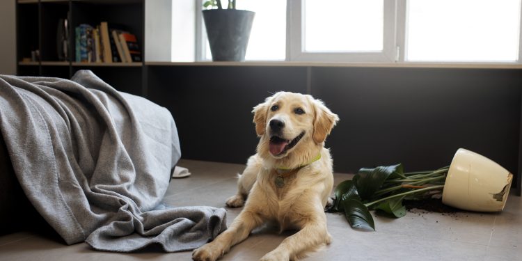 Pets em casa? Escolha um piso prático e durável